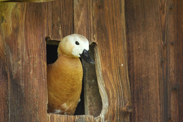 Ruddy Shelduck