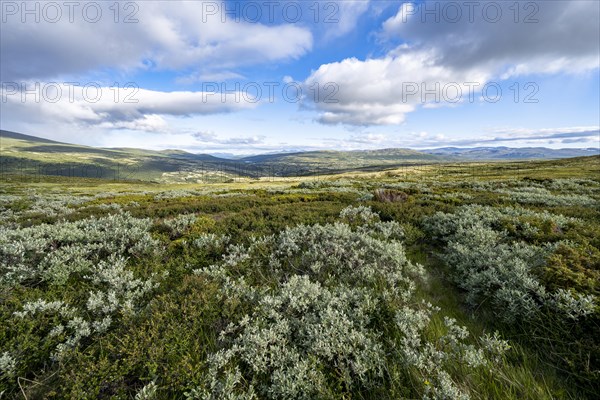 Landscape in the Fjell