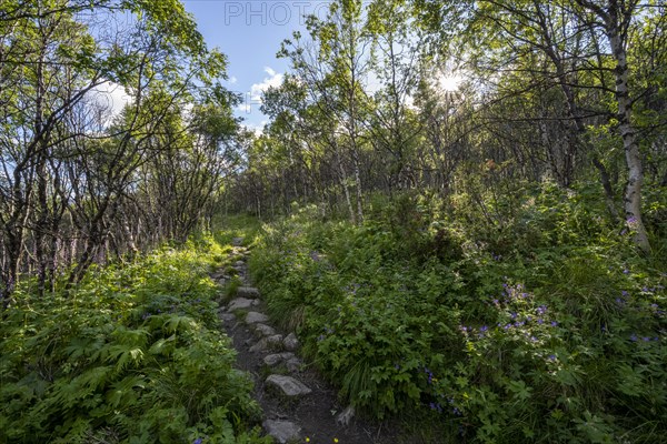 Hiking trail through small birch trees