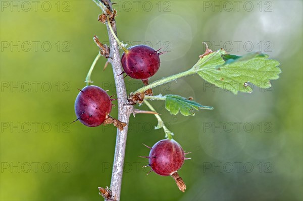 Red fruits of a gooseberry