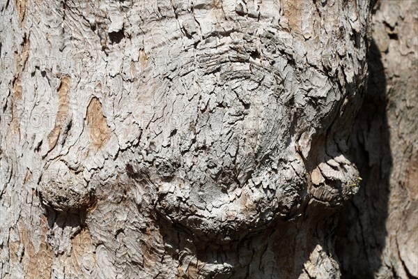 Tree trunk with bark and burl