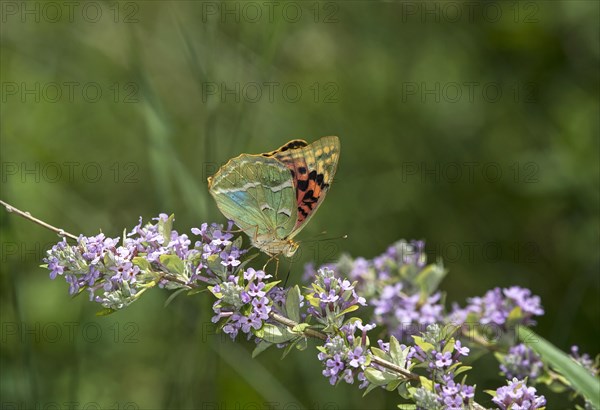 Butterfly Cardinal