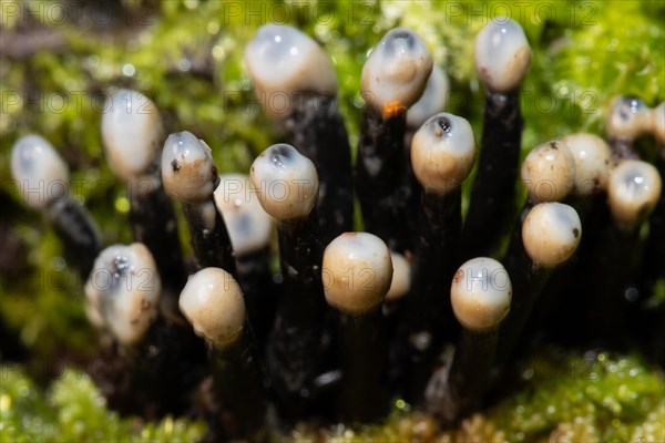 Conidia black cup secondary fruiting form several black rough stems and egg-shaped milk-white heads next to each other in green moss