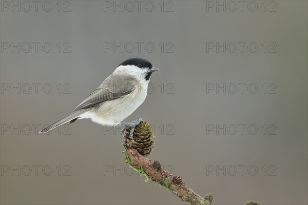 Willow tit