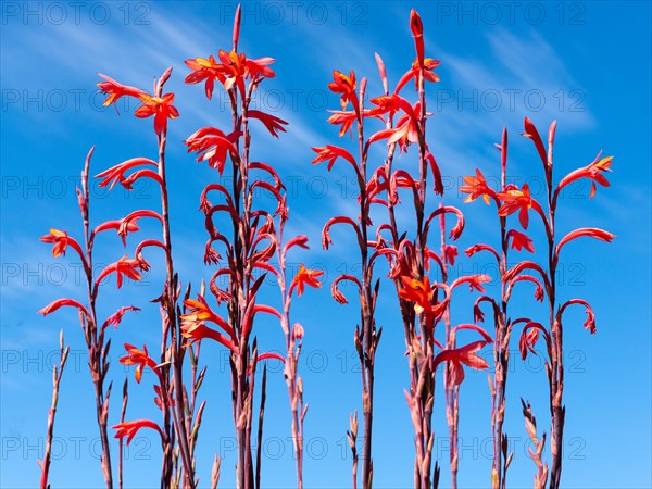 Sandveld lily