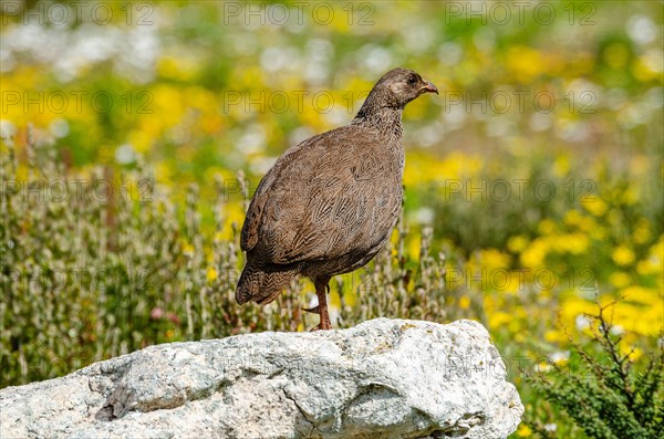 Cape Francolin