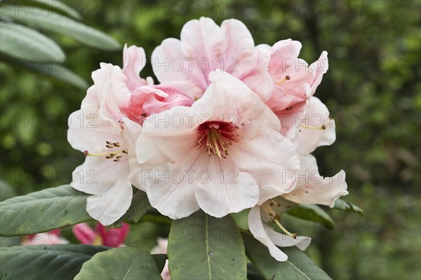 Rhododendron blossom