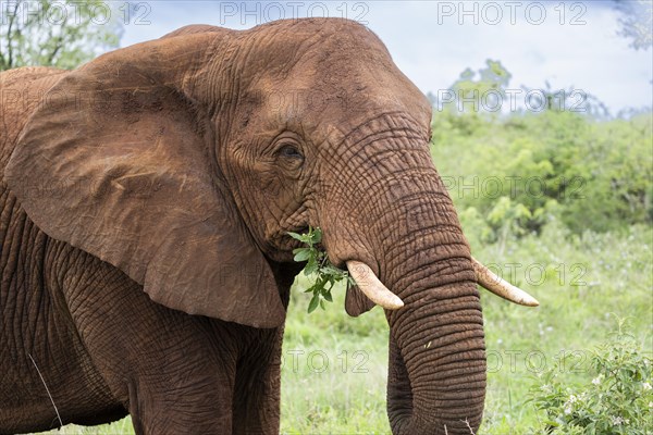 African elephant