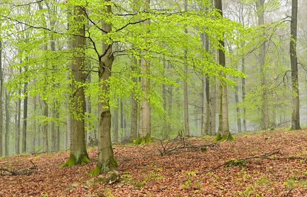 Beech forest with mist in early spring