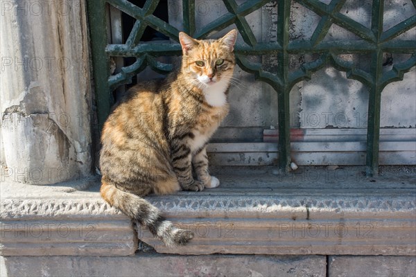 Stray cat seen in the street of the city