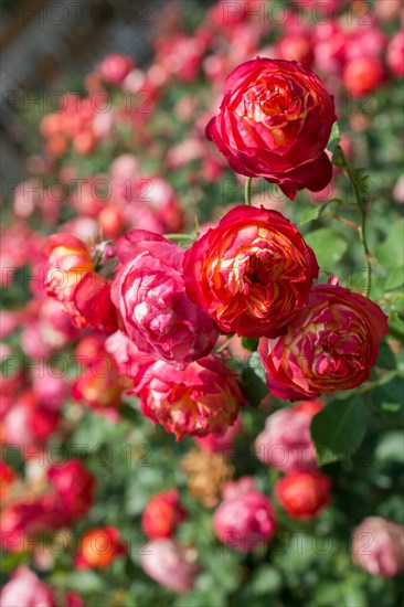 Blooming beautiful bunch of roses in spring garden