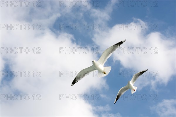 Seagulls flying in sky