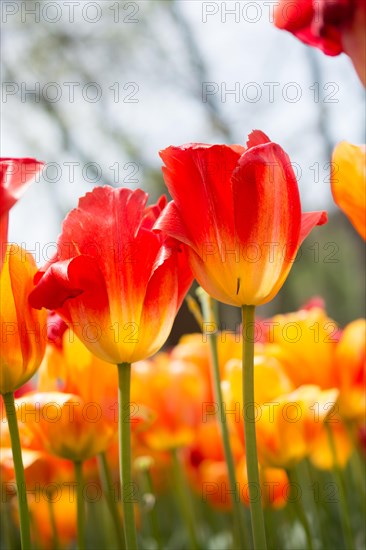 Colorful tulip flowers bloom in the spring garden