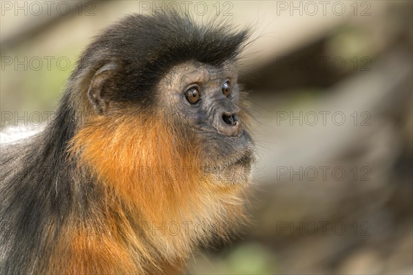 Temminck's red colobus