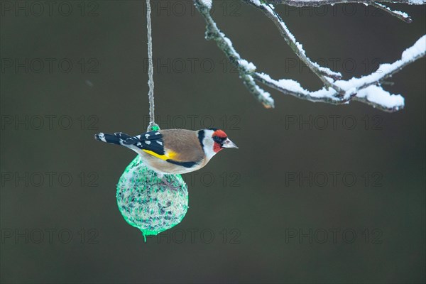 Goldfinch sitting on titmouse dumpling seen on the right