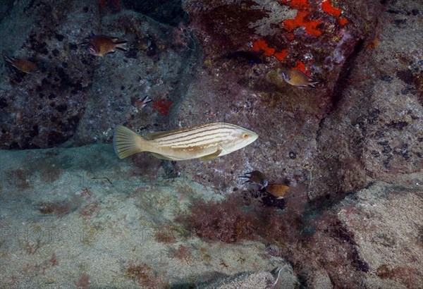 Goldblotch grouper