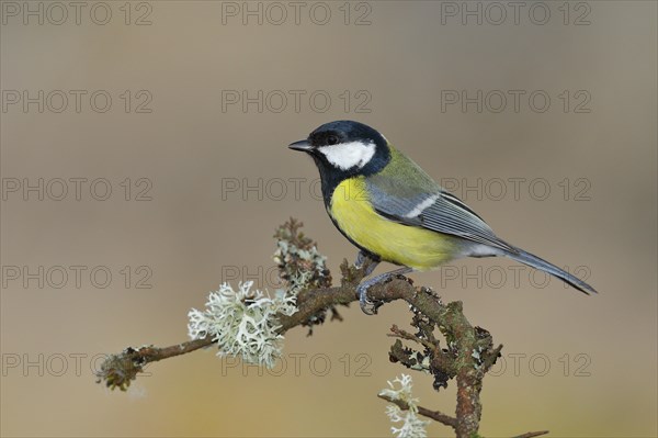 Great tit