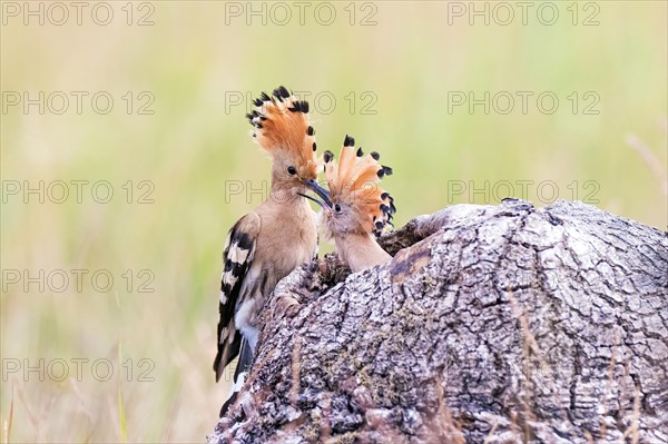 Hoopoe