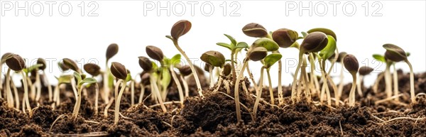 Seamless tileable cross section row of budding sprouts of new growth out of soil on a white background