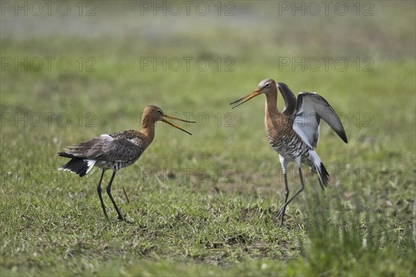 Black-tailed godwits