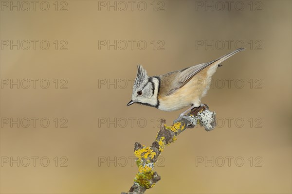 Crested Tit