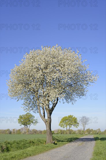 Deciduous trees by a green grain field