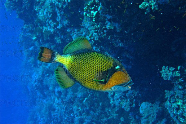 Titan triggerfish