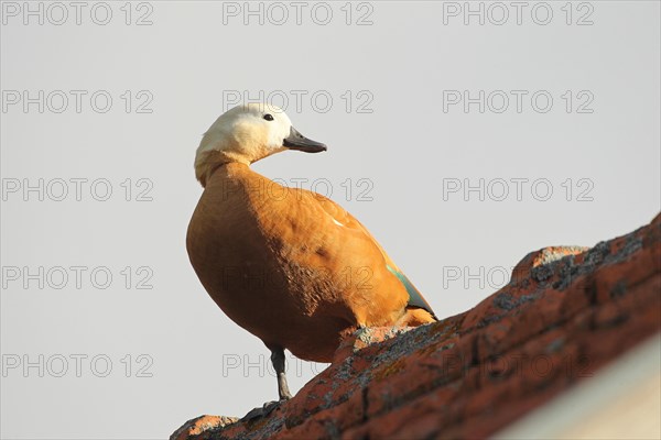 Ruddy Shelduck