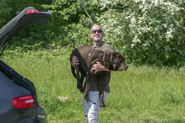 Master carries his sick dog to the car