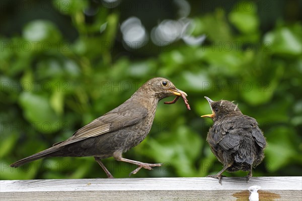 Blackbird