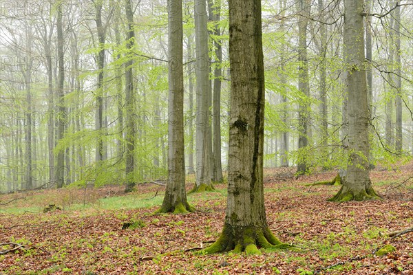 Beech forest with mist in early spring