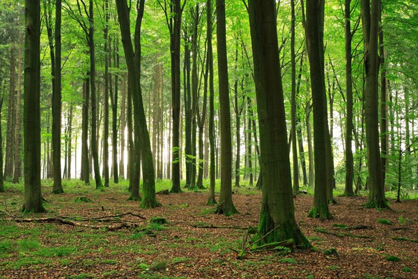 Near-natural high beech forest