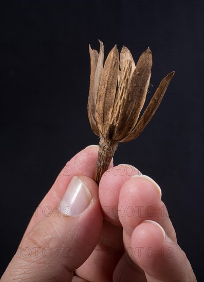 One separate dry leaf of Autumn times in hand