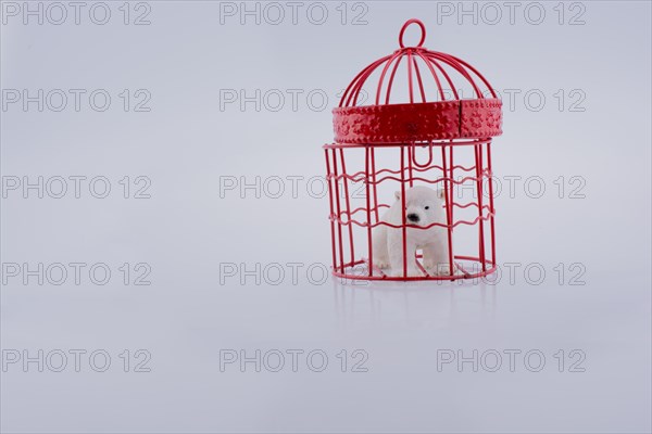 Polar bear captive in cage on white background