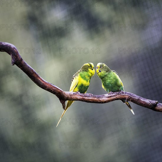 Two budgies