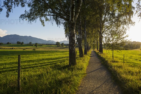 Path with birch avenue