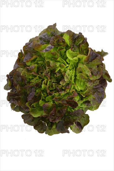 Oak leaf lettuce