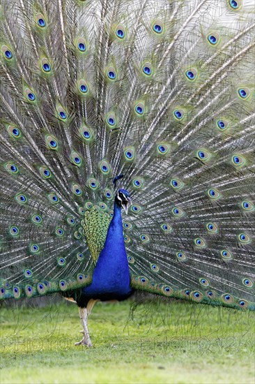 Indian peafowl