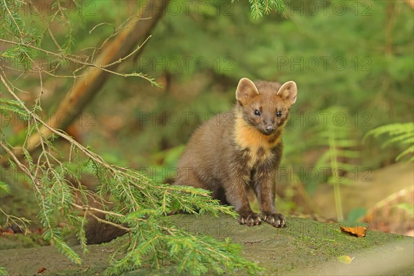 European pine marten