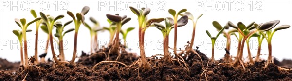 Seamless tileable cross section row of budding sprouts of new growth out of soil on a white background