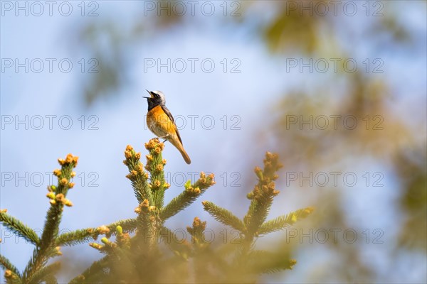 Common redstart