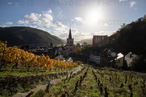 Vineyards in autumn on the river Rhine