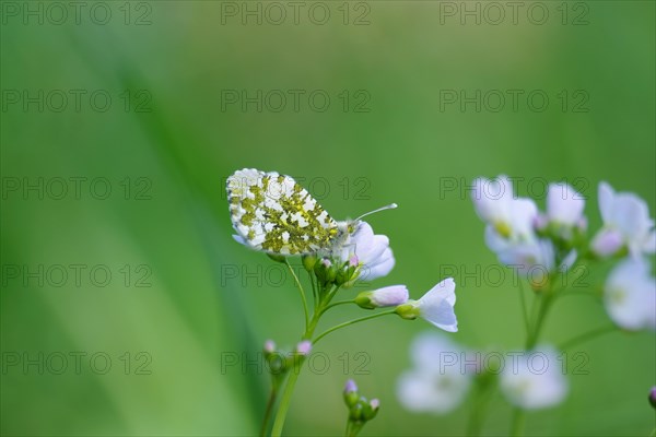 Orange tip