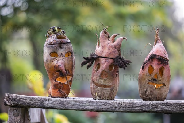 Eerie beet ghosts in a garden