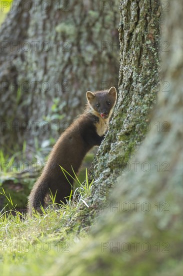 Pine marten