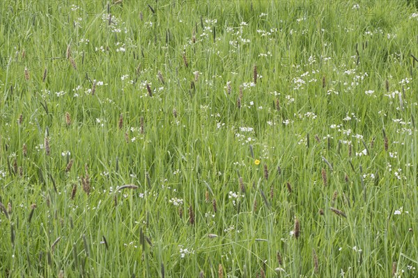 Meadow with meadow foxtail