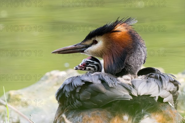 Great Crested Grebe