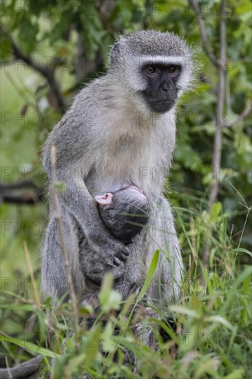 Vervet monkey