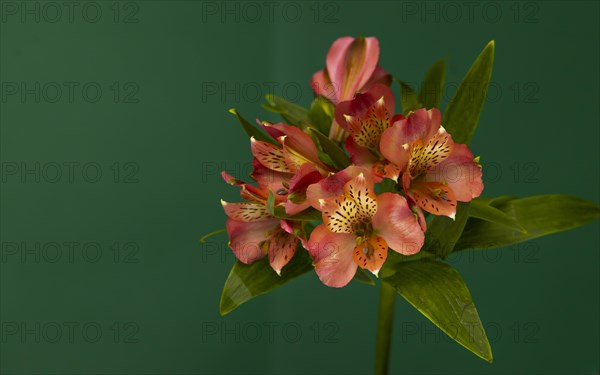 Decorative Golden Inca Lily on a Green Background