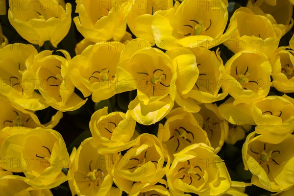 Blooming colorful tulip flowers in garden as floral background